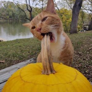 Meet your Posher, Robbie